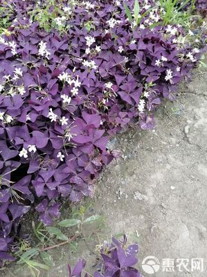 紫叶酢浆草有毒吗,红花酢浆草
