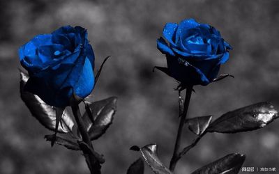 蓝色玫瑰能种出来吗,蓝色玫瑰有鲜花吗