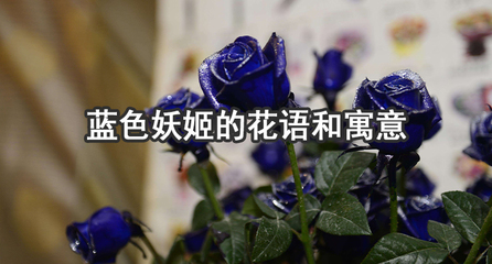 蓝色蔷薇花语,蓝色的蔷薇