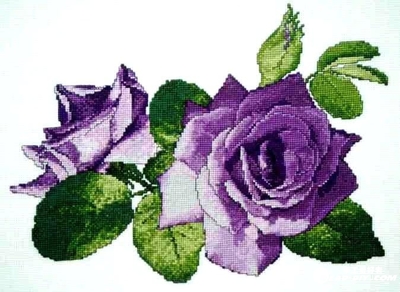 紫色的玫瑰花叫什么,紫色玫瑰花是什么品种