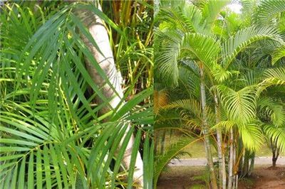 散尾葵和袖珍椰子的区别,散尾葵和袖珍椰子有什么区别