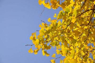 秋天的银杏树叶图片,秋天的银杏树叶图片高清