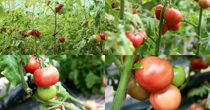 西红柿的种植方法和步骤,西红柿的种植方法简单