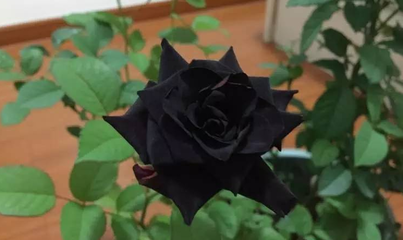 黑玫瑰花语寓意和象征,黑玫瑰花语寓意和象征是什么