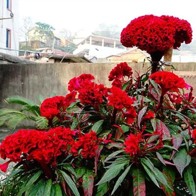 常见盆栽花卉,常见盆栽花卉品种
