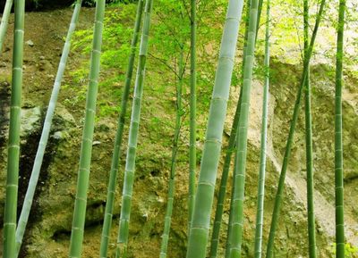 竹子的寓意是什么,蝙蝠和竹子的寓意是什么
